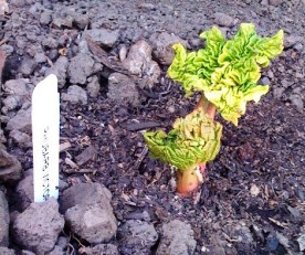 Rhubarb - the first shoots
