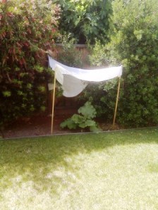 rhubarbundershade-web